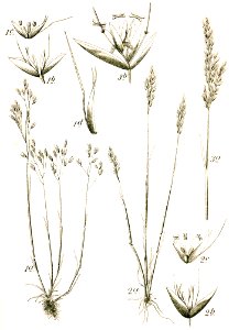 Aira+Corynephorus spp Sturm20