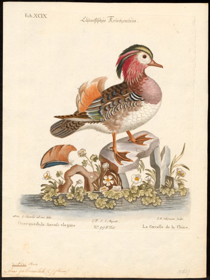 Aix galericulata - 1700-1880 - Print - Iconographia Zoologica - Special Collections University of Amsterdam - UBA01 IZ17600319