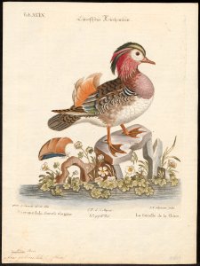 Aix galericulata - 1700-1880 - Print - Iconographia Zoologica - Special Collections University of Amsterdam - UBA01 IZ17600319