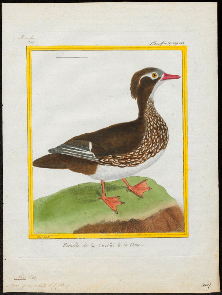 Aix galericulata - 1700-1880 - Print - Iconographia Zoologica - Special Collections University of Amsterdam - UBA01 IZ17600315