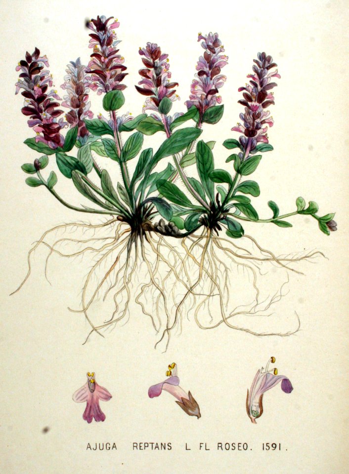 Ajuga reptans — Flora Batava — Volume v20
