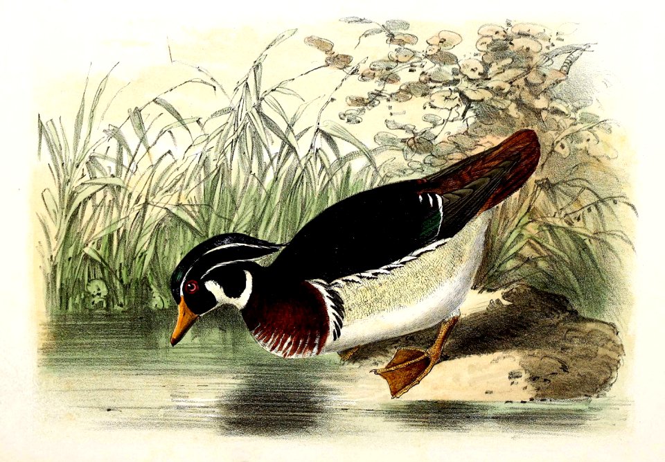 Aix sponsa 1869