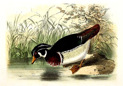 Aix sponsa 1869
