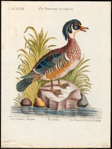 Aix sponsa - 1700-1880 - Print - Iconographia Zoologica - Special Collections University of Amsterdam - UBA01 IZ17600307