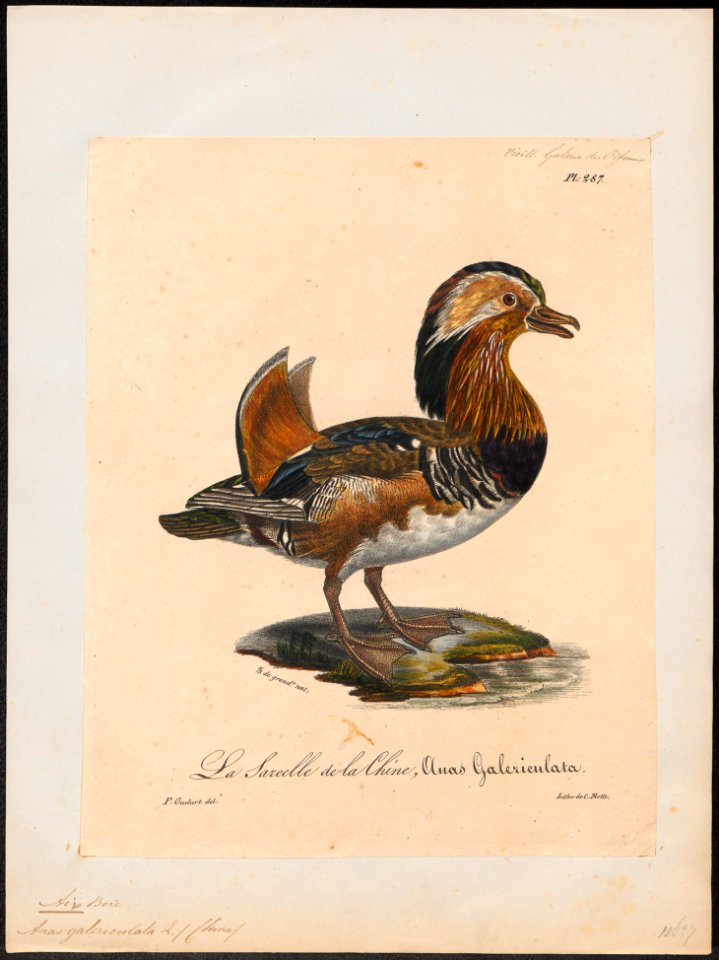 Aix galericulata - 1825-1834 - Print - Iconographia Zoologica - Special Collections University of Amsterdam - UBA01 IZ17600317