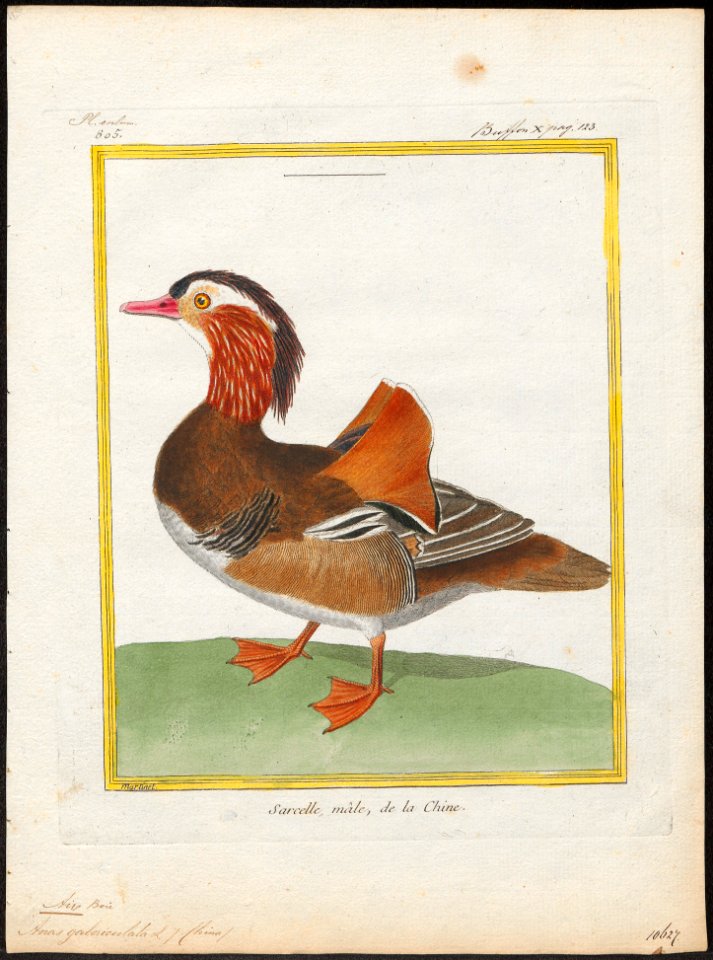 Aix galericulata - 1700-1880 - Print - Iconographia Zoologica - Special Collections University of Amsterdam - UBA01 IZ17600313