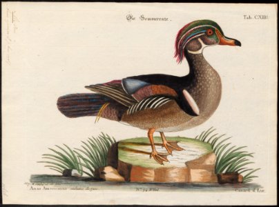 Aix sponsa - 1700-1880 - Print - Iconographia Zoologica - Special Collections University of Amsterdam - UBA01 IZ17600309