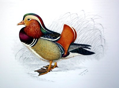 Aix galericulata00