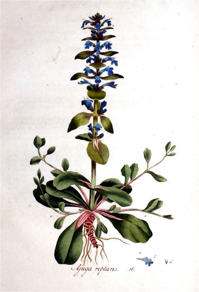 Ajuga reptans — Flora Batava — Volume v1 - Free Stock Illustrations ...