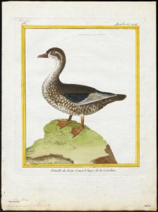 Aix sponsa - 1700-1880 - Print - Iconographia Zoologica - Special Collections University of Amsterdam - UBA01 IZ17600305