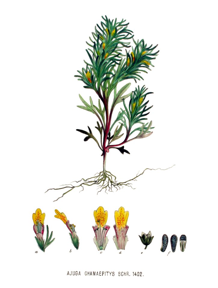 Ajuga chamaepitys — Flora Batava — Volume v18