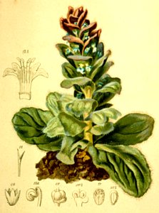 Ajuga pyramidalis Atlas Alpenflora