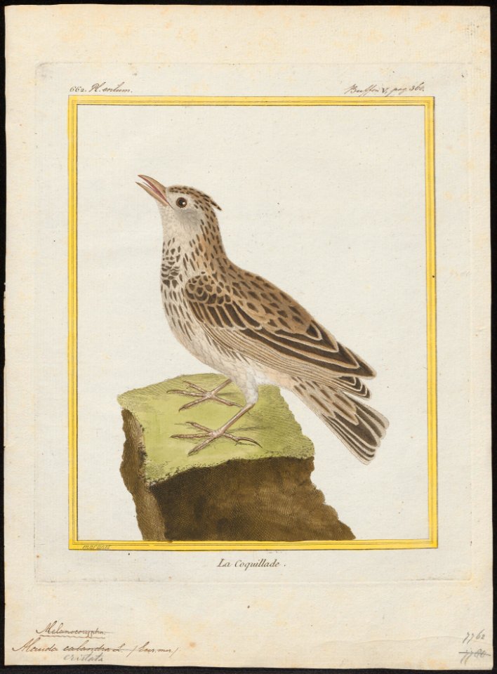 Alauda cristata - 1700-1880 - Print - Iconographia Zoologica - Special Collections University of Amsterdam - UBA01 IZ16100333