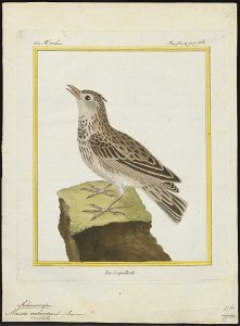 Alauda cristata - 1700-1880 - Print - Iconographia Zoologica - Special Collections University of Amsterdam - UBA01 IZ16100333