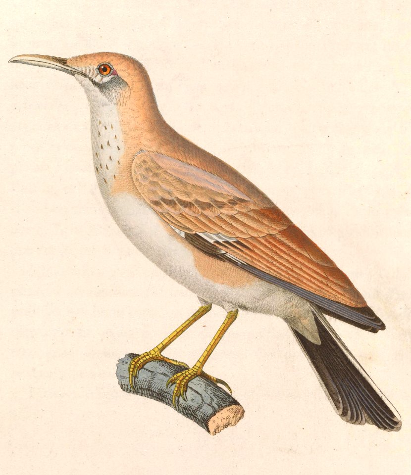 Alaemon alaudipes desertorum 1838