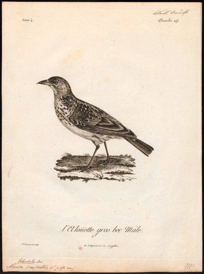 Alauda crassirostris - 1796-1808 - Print - Iconographia Zoologica - Special Collections University of Amsterdam - UBA01 IZ16100337
