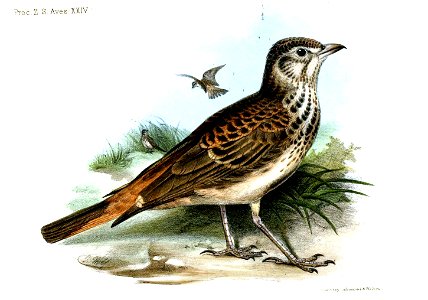 AlaudaErythropygiaWolf