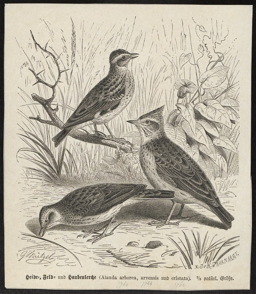 Alauda arvensis - 1700-1880 - Print - Iconographia Zoologica - Special Collections University of Amsterdam - UBA01 IZ16100325. Free illustration for personal and commercial use.