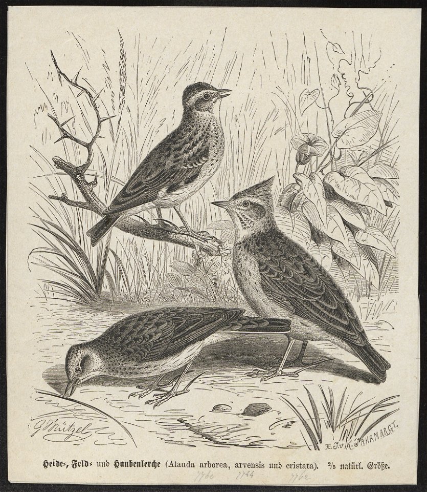 Alauda arvensis - 1700-1880 - Print - Iconographia Zoologica - Special Collections University of Amsterdam - UBA01 IZ16100325