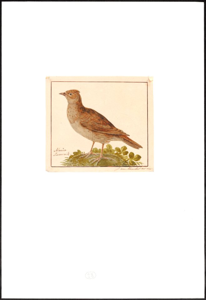 Alauda cristata - 1753-1834 - Print - Iconographia Zoologica - Special Collections University of Amsterdam - UBA01 IZA10000258