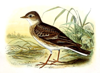 Alauda arvensis 1869