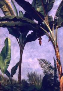 Albert Bierstadt - Banana Trees - 64.417 - Museum of Fine Arts