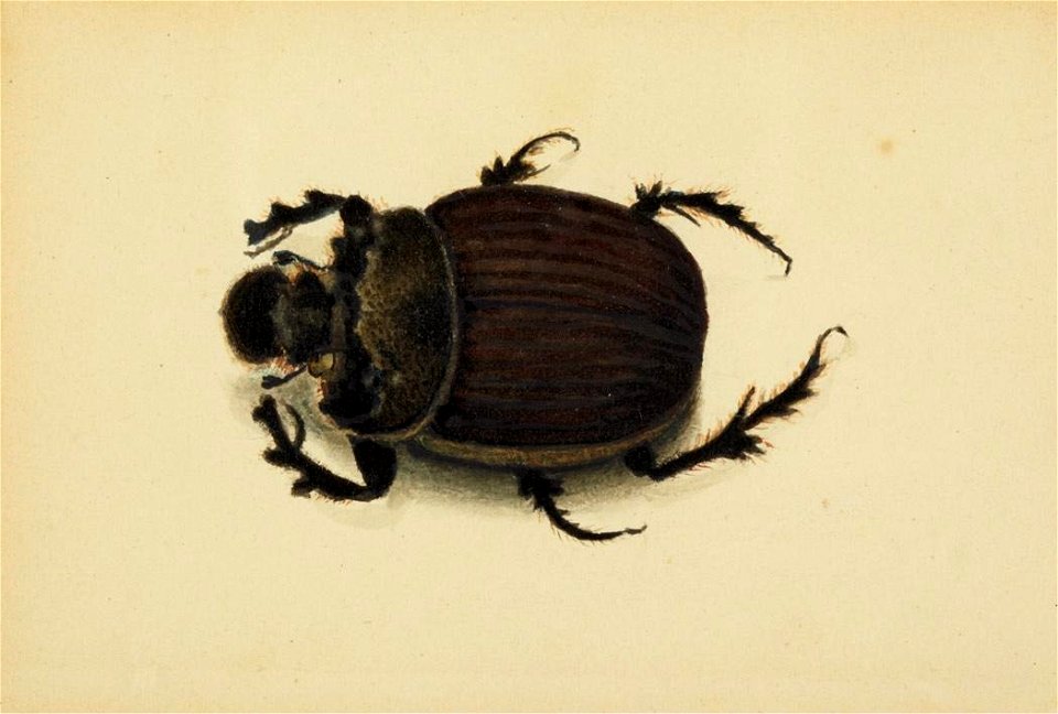 Albert Bierstadt - African Beetle