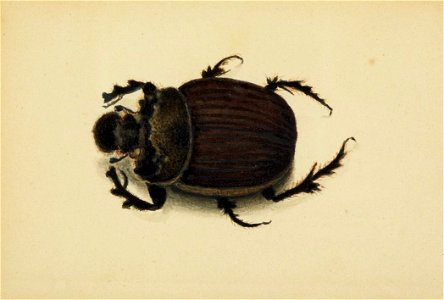 Albert Bierstadt - African Beetle