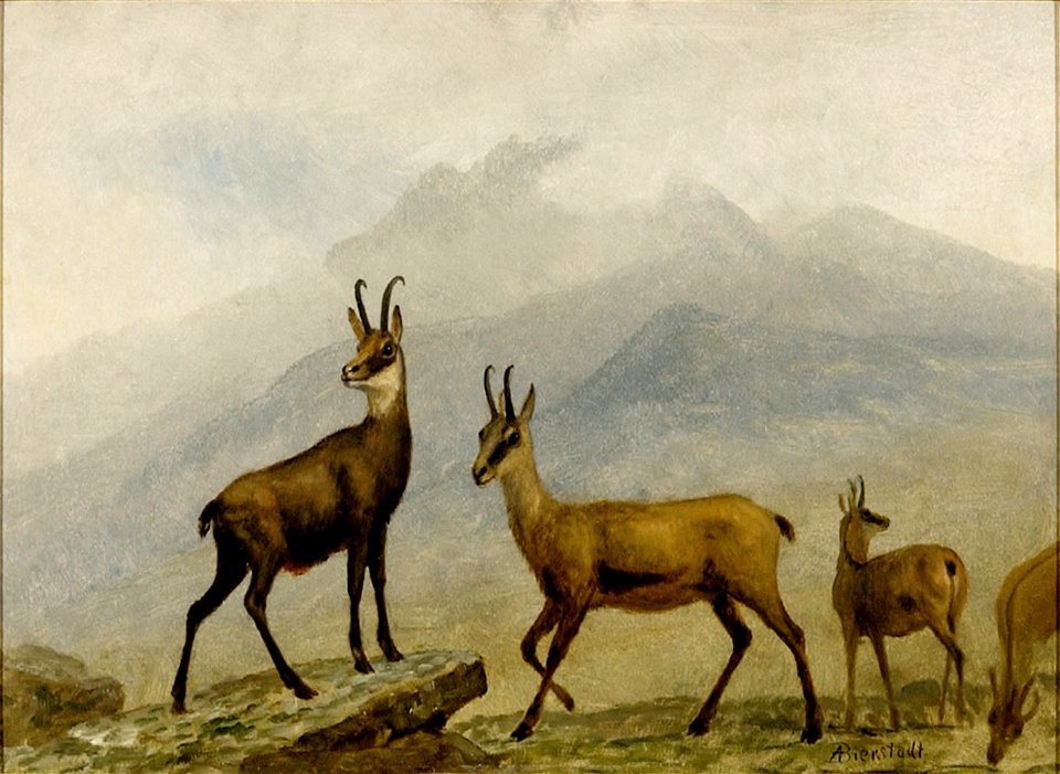 Albert Bierstadt - Chamois