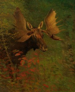 Albert Bierstadt - Study of a moose