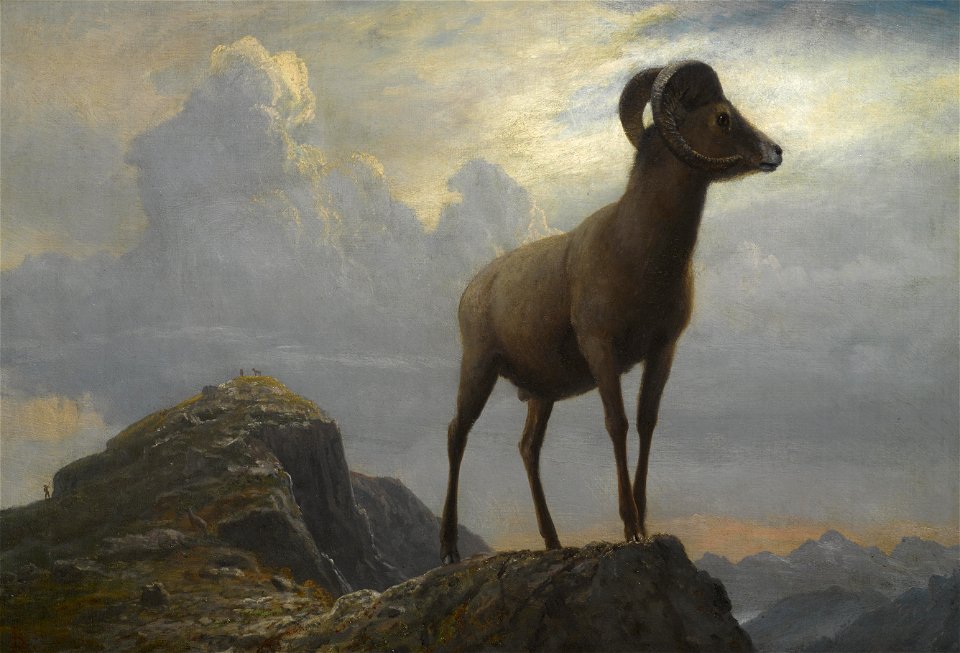 Albert Bierstadt - Study of a Bighorn Ram