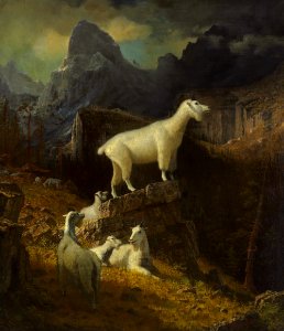 Albert Bierstadt - Rocky Mountain Goats. Free illustration for personal and commercial use.