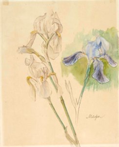 Albert Edelfelt - Flower Studies - A II 1519-4 - Finnish National Gallery. Free illustration for personal and commercial use.