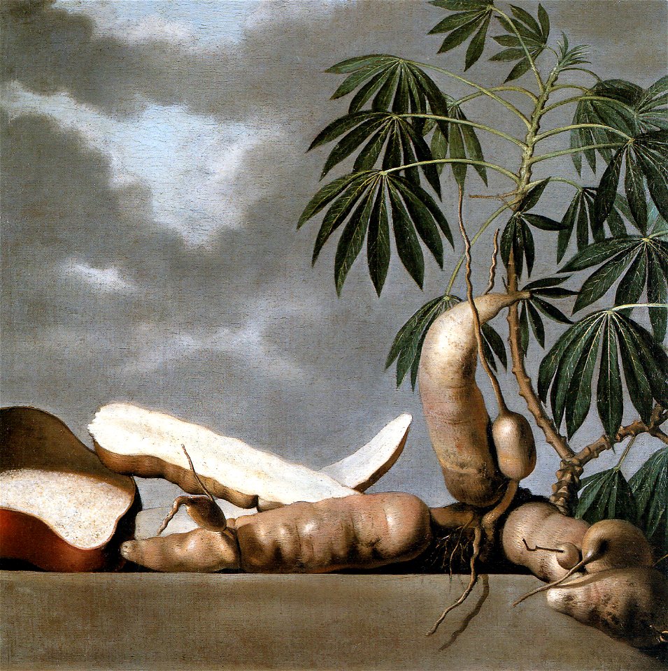 Albert Eckhout - Mandioca