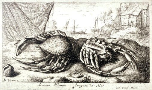 Albert Flamen - Araneus Marinus, Arragnée de Mer