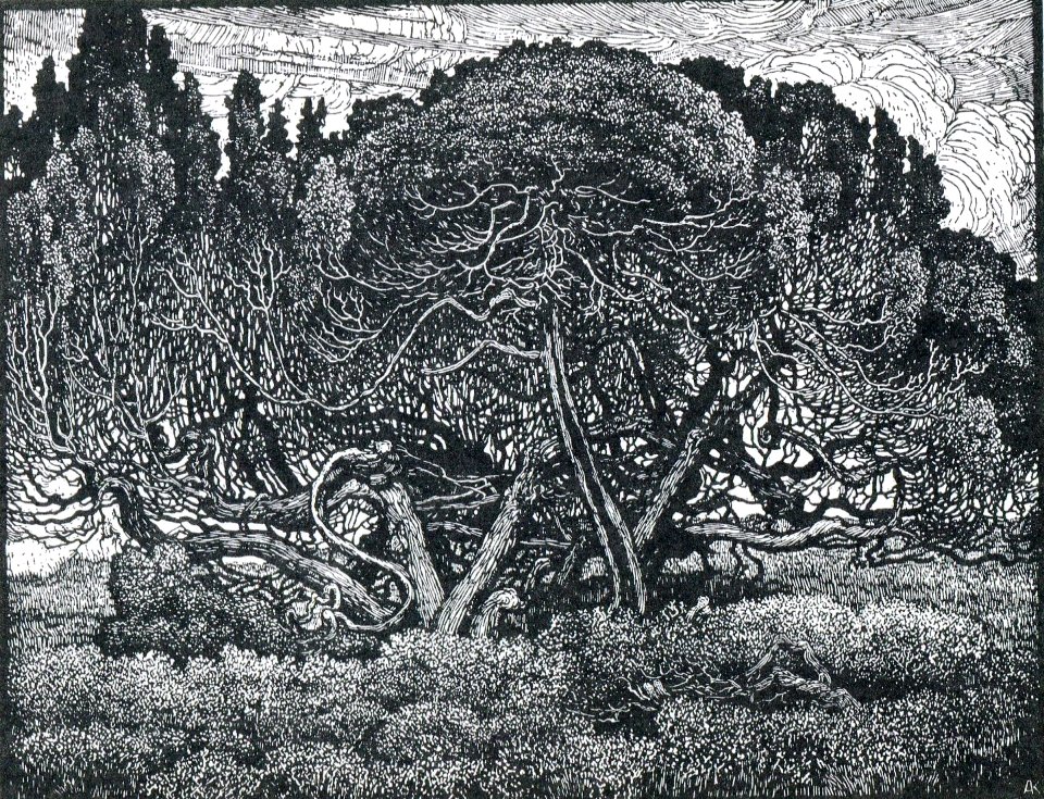 Albert König Wacholdergruppe VI