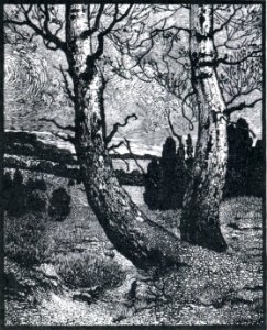 Albert König Birken im Herbst