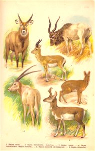 Atlas Ssavců - I.L.Kober (28)