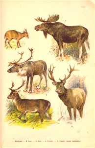 Atlas Ssavců - I.L.Kober (23)