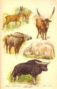 Atlas Ssavců - I.L.Kober (22)