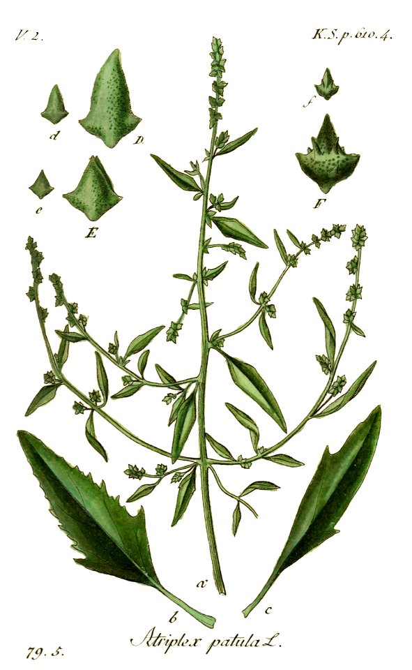 Atriplex patula - Deutschlands flora in abbildungen nach der natur - vol. 18 - t. 29