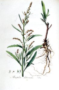 Atriplex littoralis — Flora Batava — Volume v5