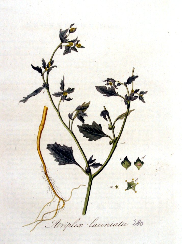 Atriplex laciniata — Flora Batava — Volume v4