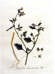 Atriplex laciniata — Flora Batava — Volume v4