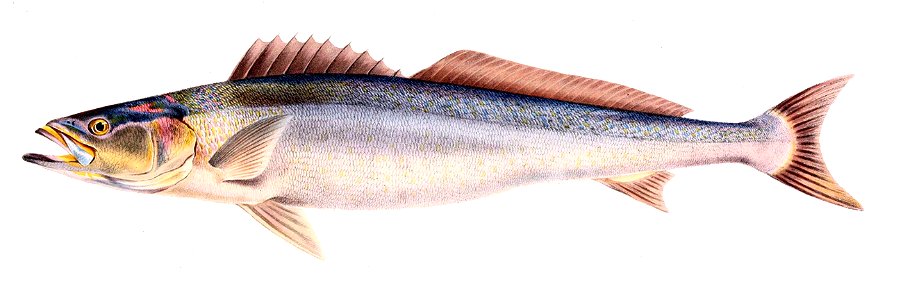 Atractoscion aequidens