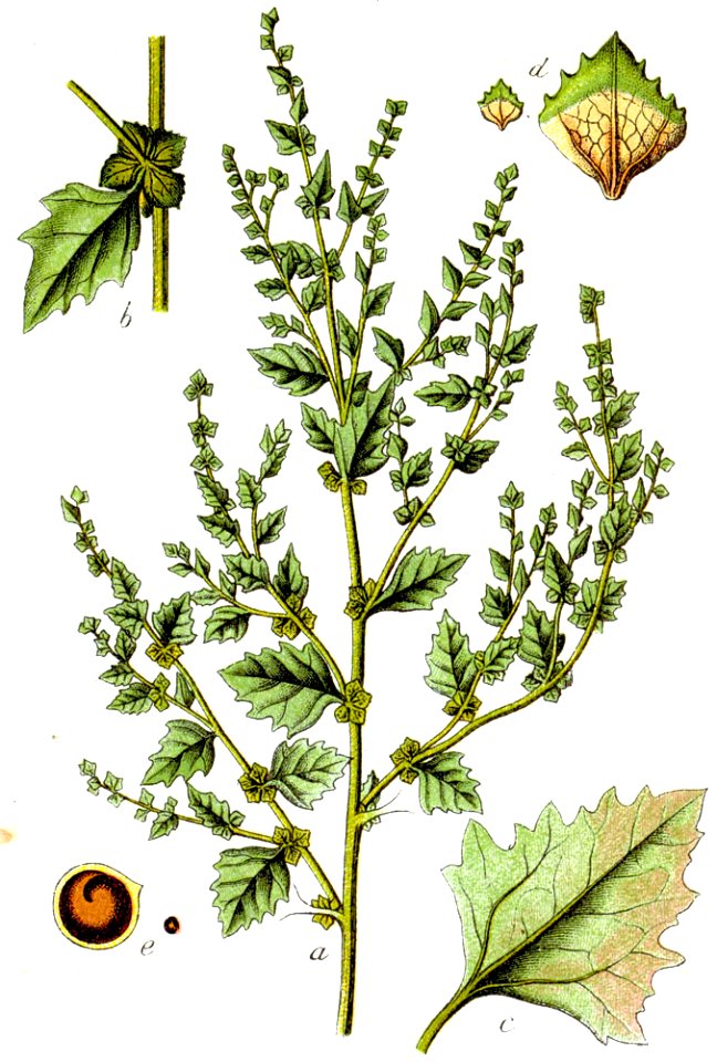 Atriplex rosea Sturm30