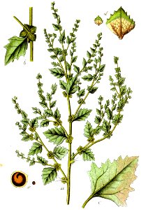 Atriplex rosea Sturm30