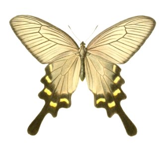 Atrophaneura alcinous 1856 (2)