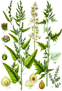 Atriplex spp Sturm29