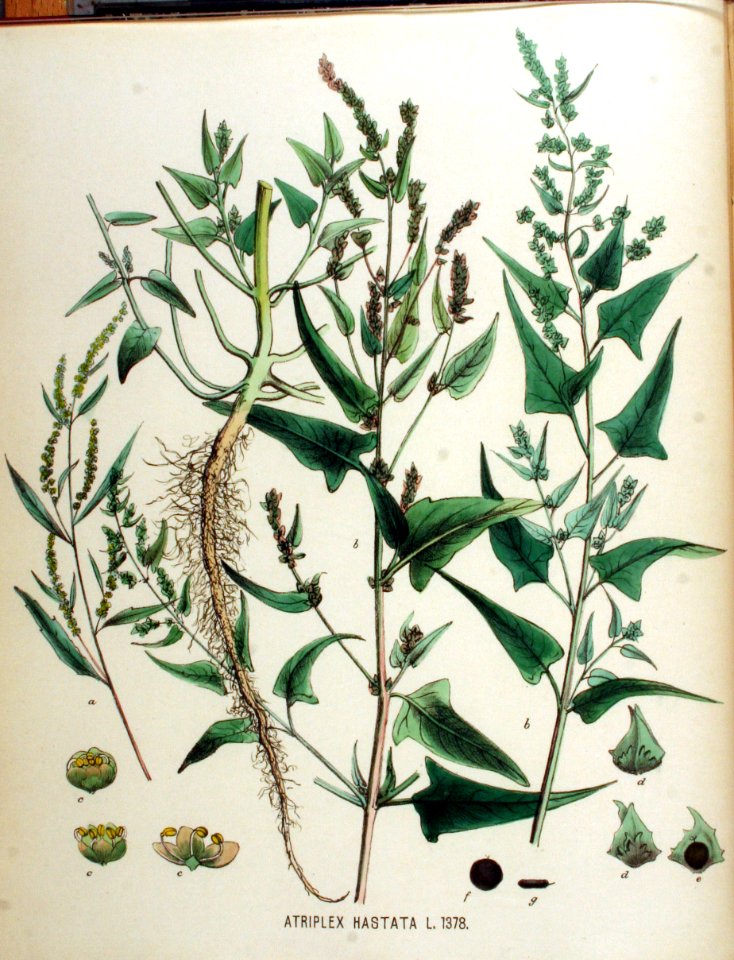 Atriplex hastata — Flora Batava — Volume v18